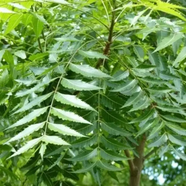 Neem Tree