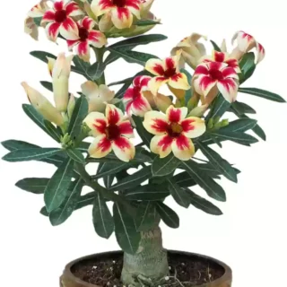 Adenium plant 95