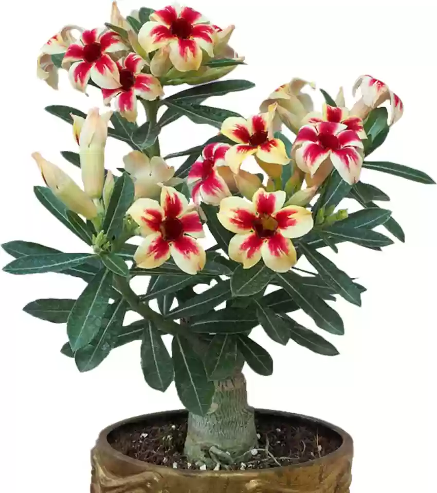 Adenium plant 95