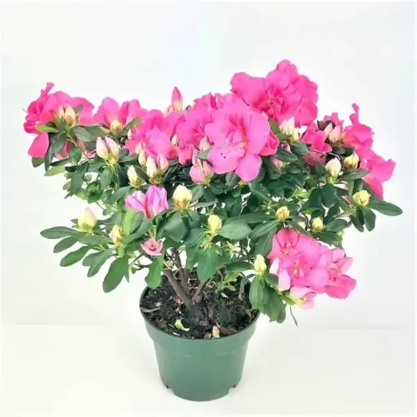 Azalea plant
