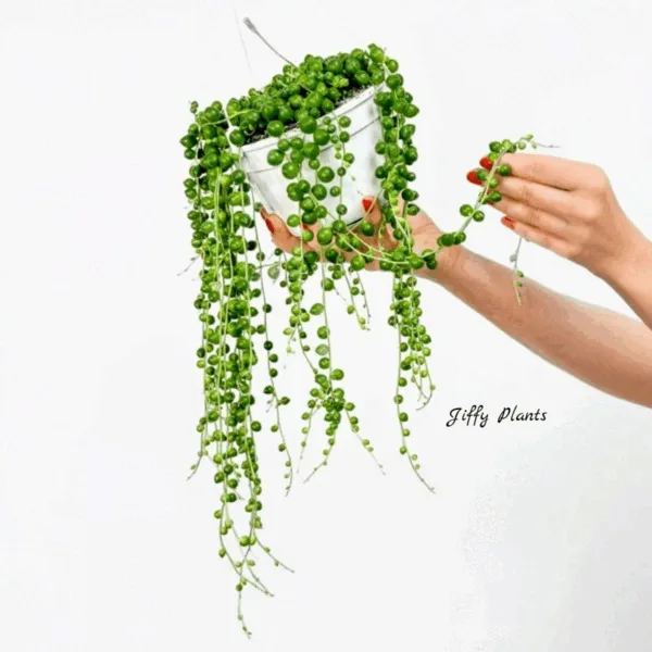 String Of Pearls