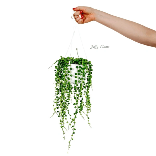 String Of Pearls