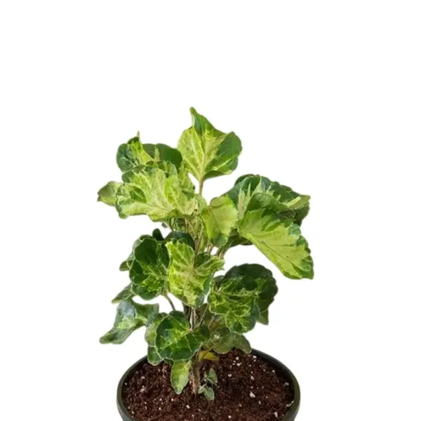 Aralia Polyscias Balfouriana Ornamental Plant - Image 3