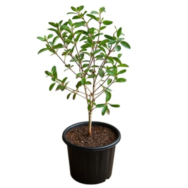 Galphimia Gracillis Plant