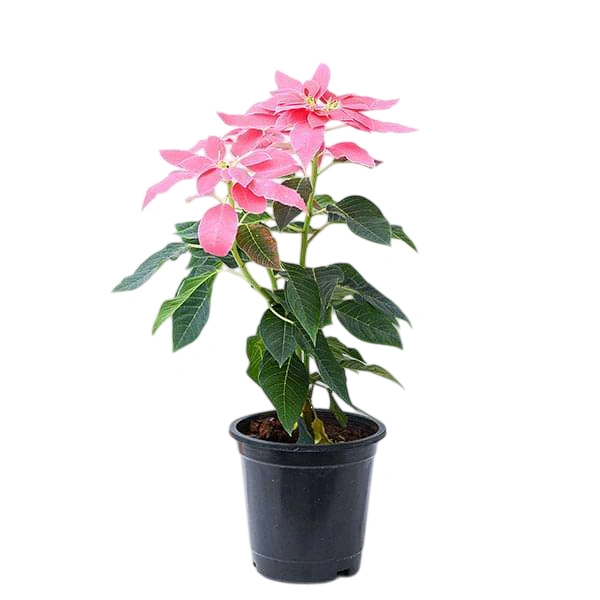 Pink Poinsettia