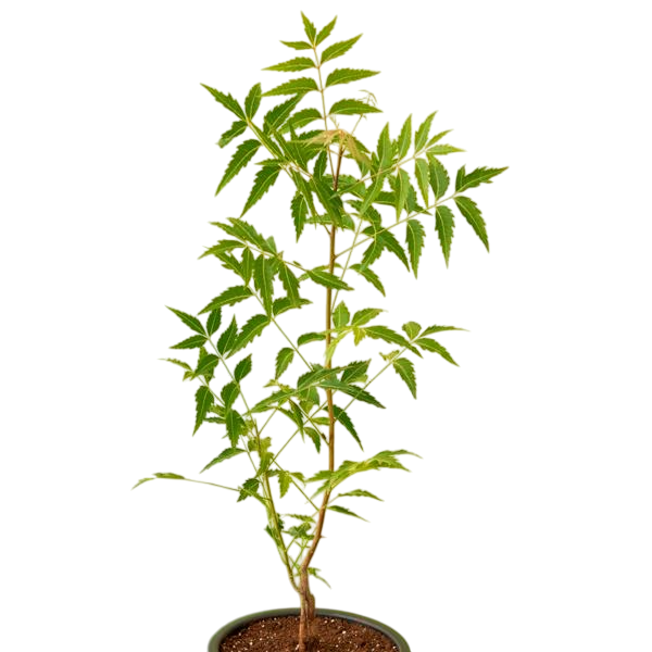 Neem Tree