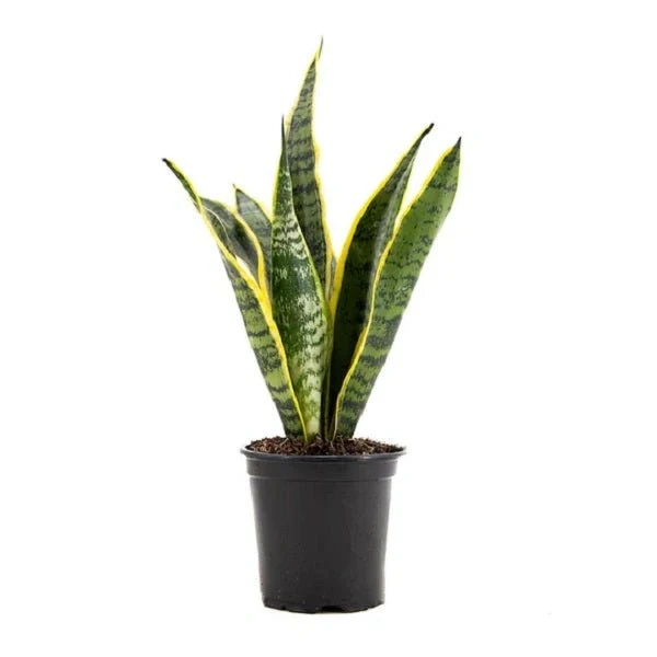 Sansevieria Trifasciata Laurentii Snake Plant - Image 2