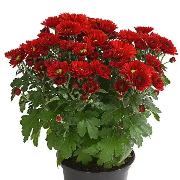 Chrysanthemum Red (Jamanthi)