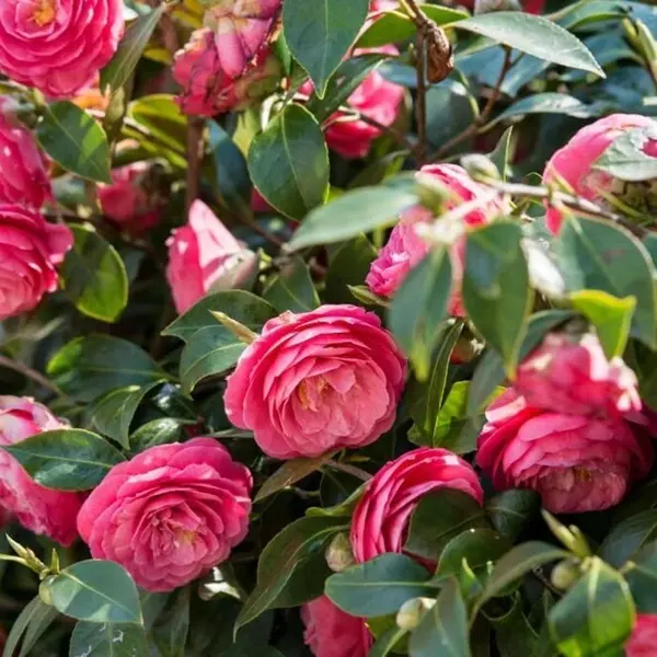 Camellia japonica - Japanese Camellia