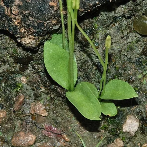 Ophioglossum Reticulatum