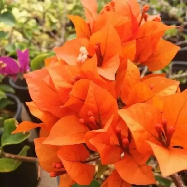 Bougainvillea Orange Glow