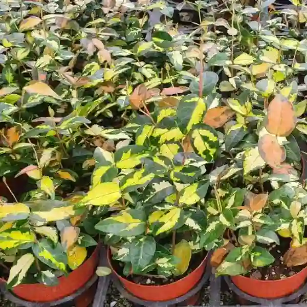 Trachelospermum Asiaticum ‘Summer Sunset’