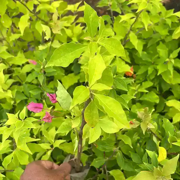 Bougainvillea Partha