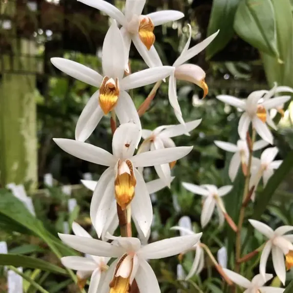 Ceologyn Patchastachya