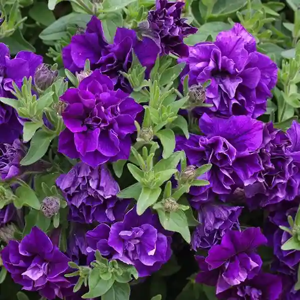 Nadan Petunia Plant - Double Petals