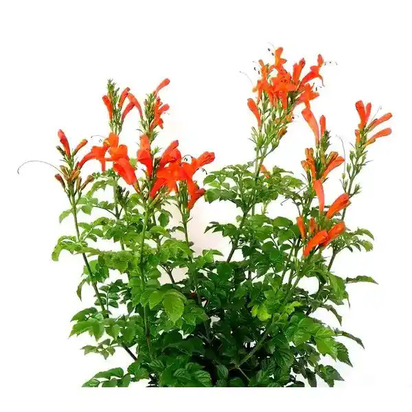 Tecoma Orange Shrub (Chicklet Orange) Plant