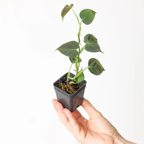 Philodendron lupinum