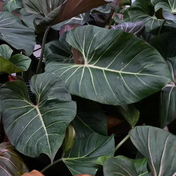 Philodendron Summer Glory plant
