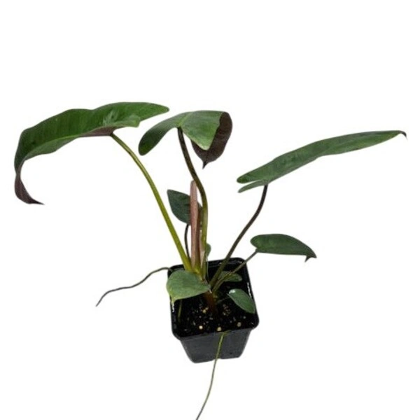 Philodendron Atabapoense