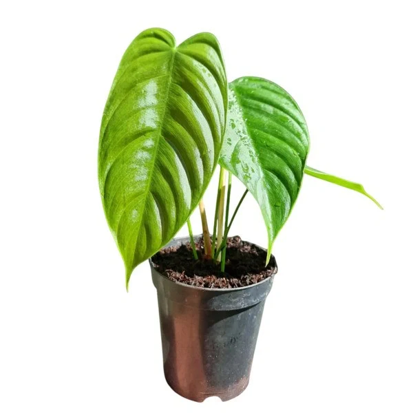 Philodendron Tenue