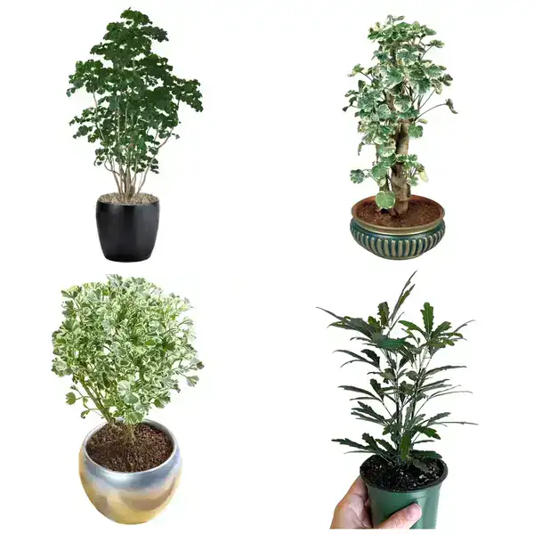 Aralia 4 Plants Combo