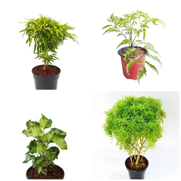 Aralia 4 Plants Combo