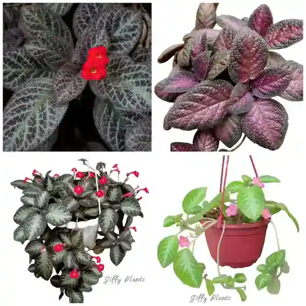 Episcia 4 Plants Combo