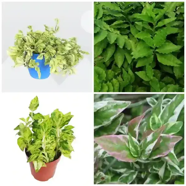 Pedilanthus 4 Plants Combo