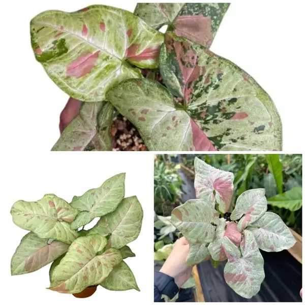 Syngonium Confetti - Combo