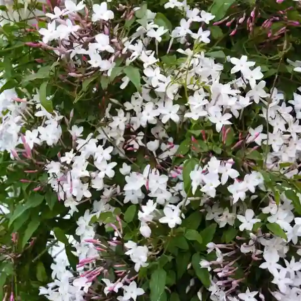 Jasminum Grandiflorum