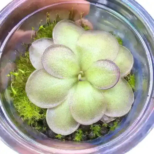 Hemiepiphytica x Cyclosecta