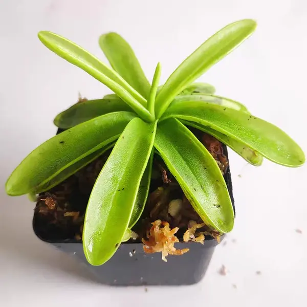 Pinguicula primuliflora