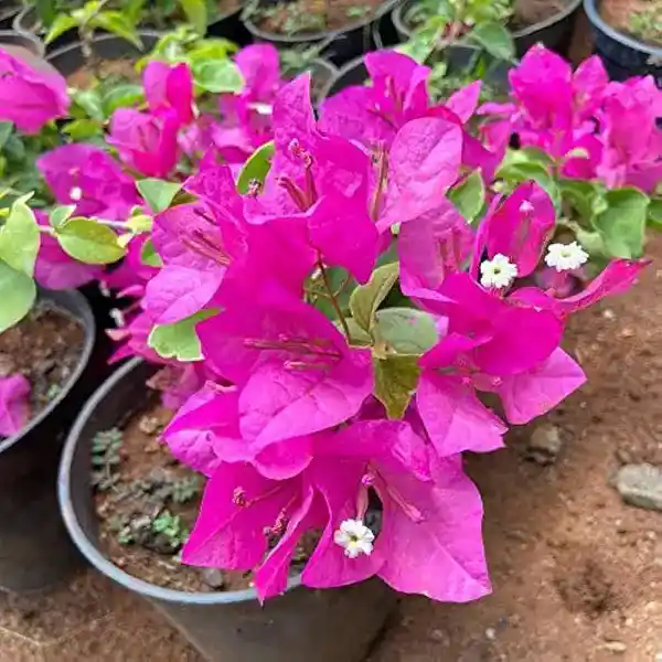 Bougainvillea Pink Beauty