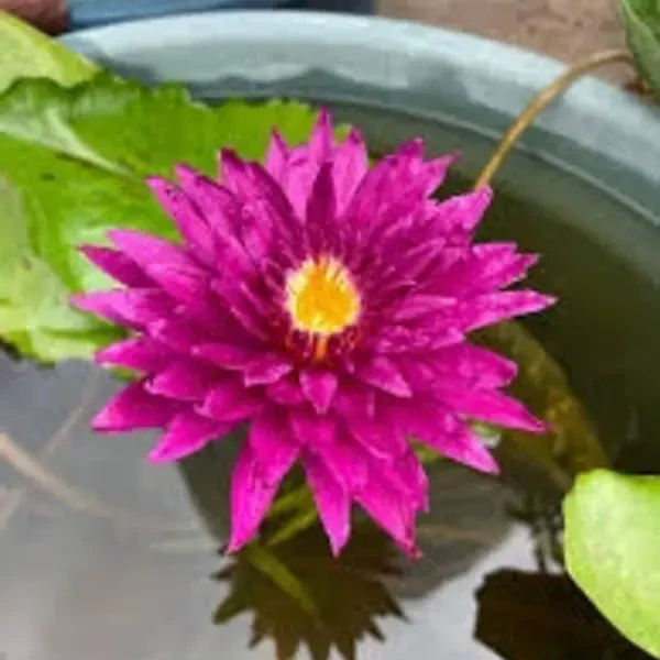 Pink Galaxy Waterlily