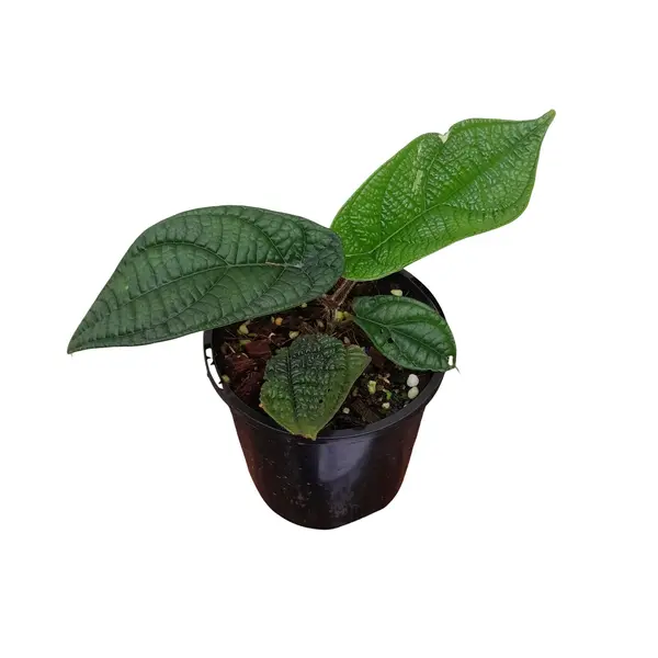 Piper Permatum - Rare