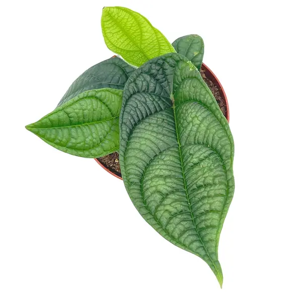 Piper Permatum - Rare