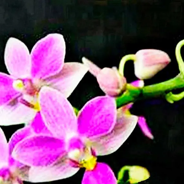 Phalaenopsis (PS-023)
