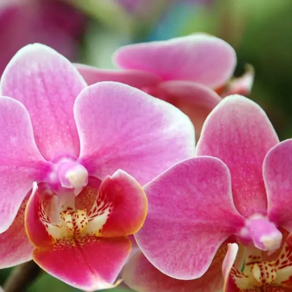 Phalaenopsis (PS-4)