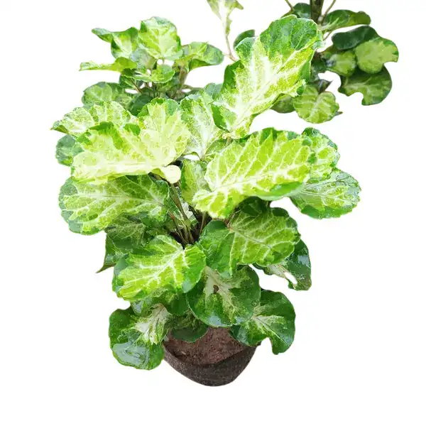 Aralia Polyscias Balfouriana Ornamental Plant - Image 2