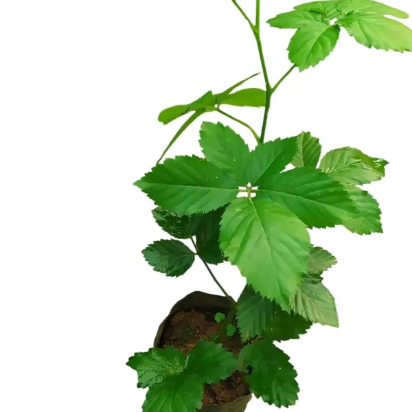 Blackberry Fruit plant