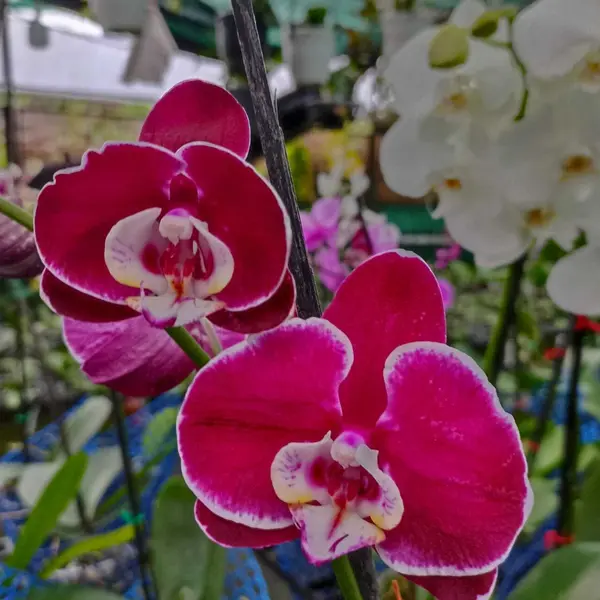 Phalaenopsis (PF-006)