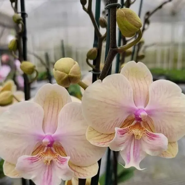Phalaenopsis (PS-039)