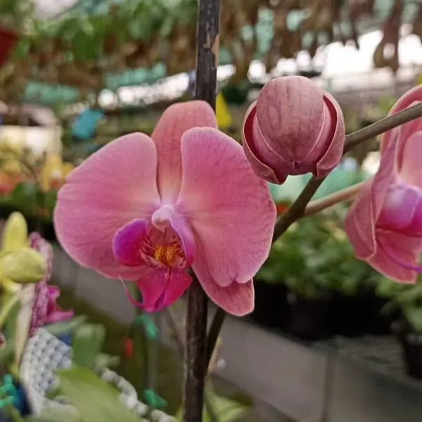 Phalaenopsis (PF-043)