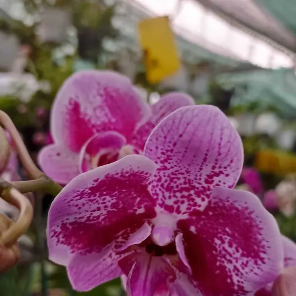 Phalaenopsis (PF-047)