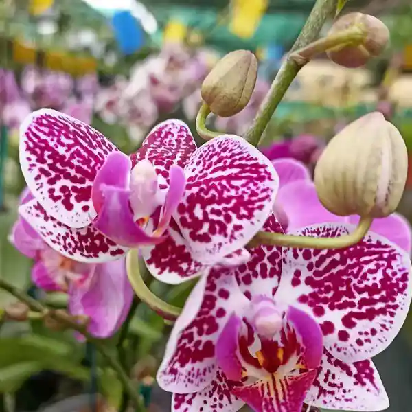Phalaenopsis (PF-055)