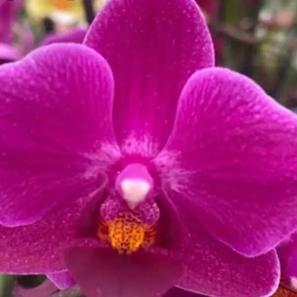 Phalaenopsis (PS-057)