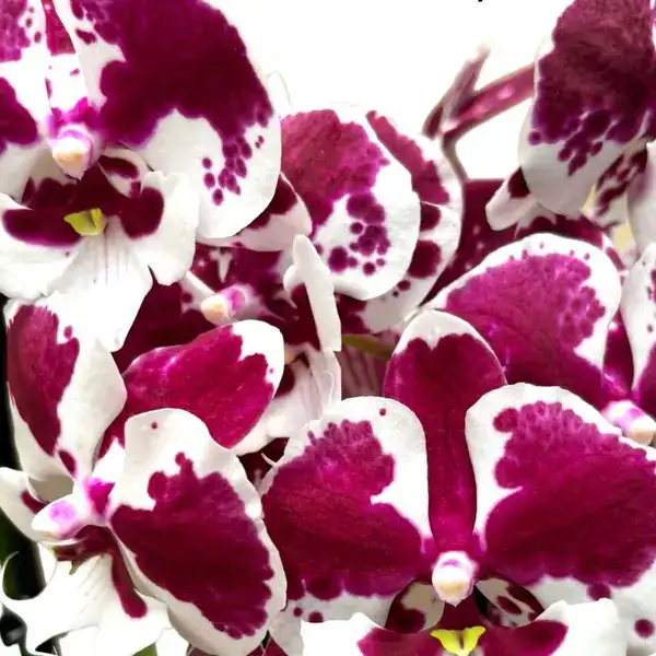 Phalaenopsis (PS-064)