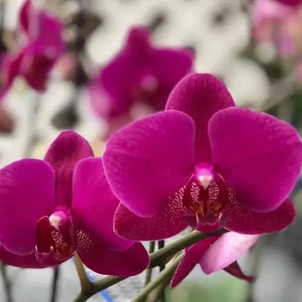 Phalaenopsis (PS-070)