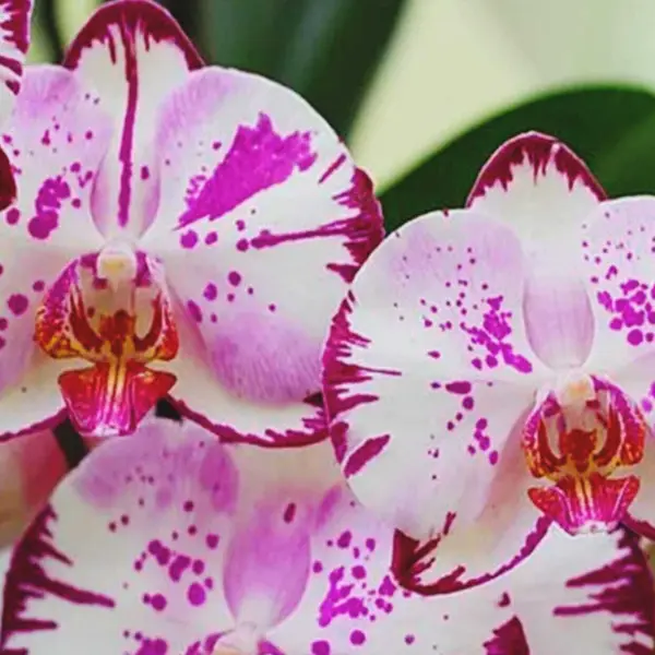 Phalaenopsis (PS-073)