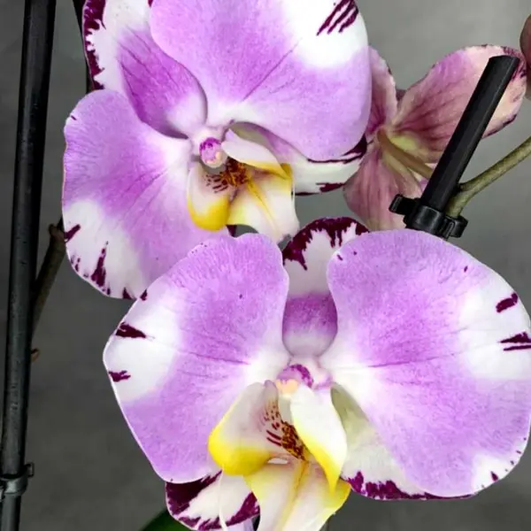 Phalaenopsis (PS-074)